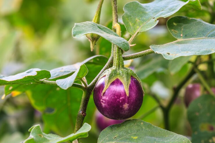 aubergine sur un arbre dans un jardin