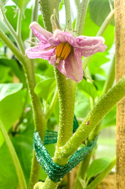 Aubergine fleurs violettes en fleurs sur bush.