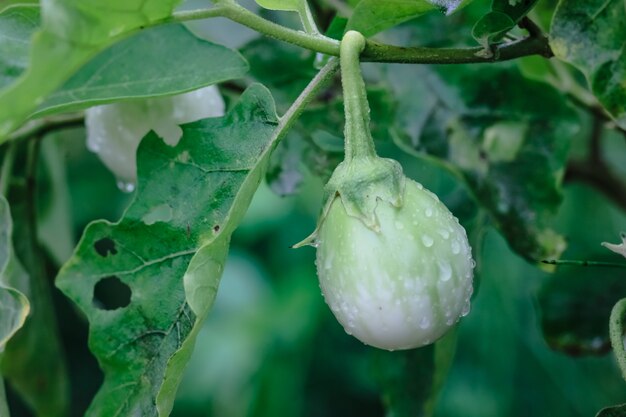 Aubergine indigène