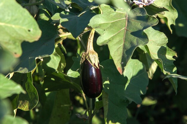 Aubergine mauve mûre poussant dans une serre au Brésil