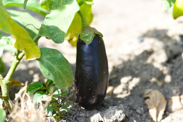 Aubergine mûre poussant dans un jardin