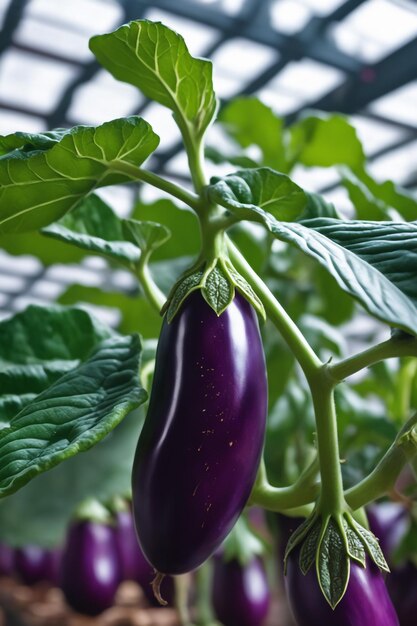 Aubergine sur papier sur fond blanc