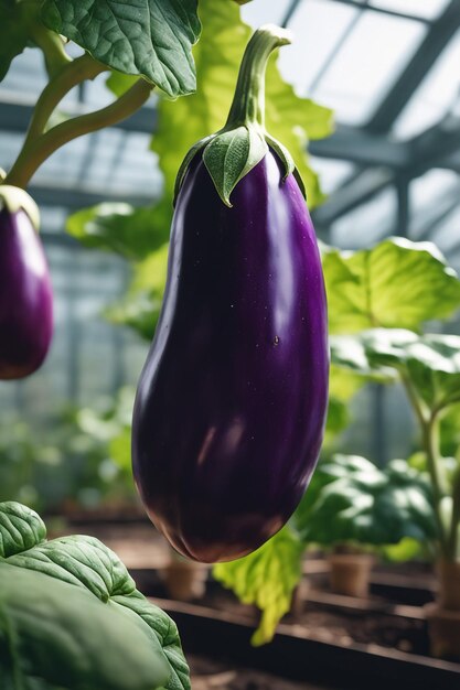 Aubergine sur papier sur fond blanc