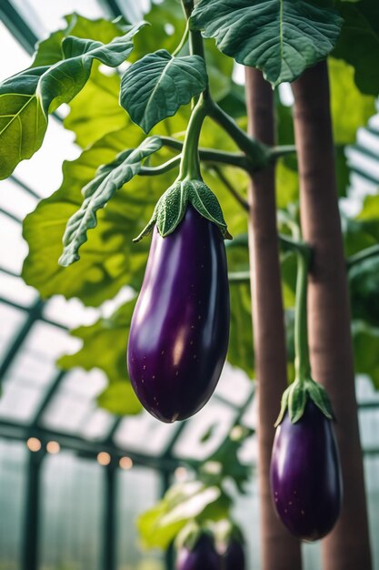 Aubergine sur papier sur fond blanc