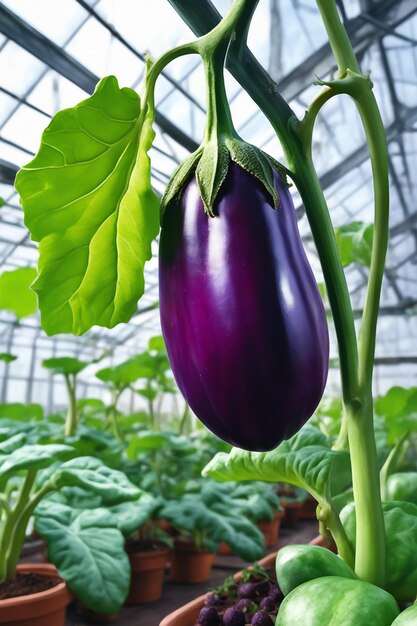 Aubergine sur papier sur fond blanc