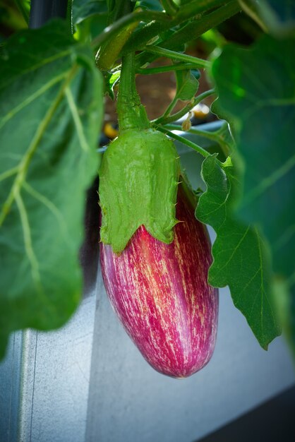 aubergine pourpre dans le domaine du verger