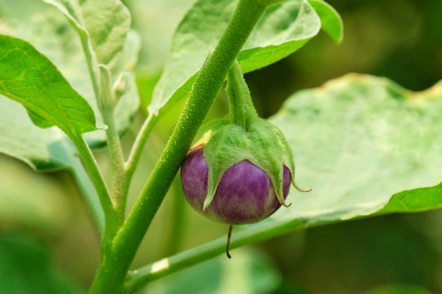 Aubergine pourpre sur fond d&#39;arbre et feuille verte