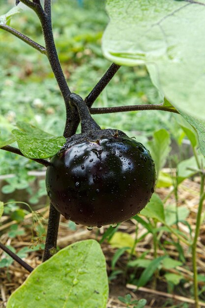 Aubergine poussant sur un buisson dans le jardin