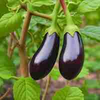 Photo aubergine poussant sur une plante dans un jardin