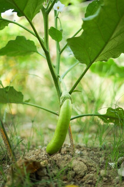 un aubergine qui porte des fruits