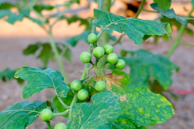 Photo aubergine verte de baie organique sur la branche