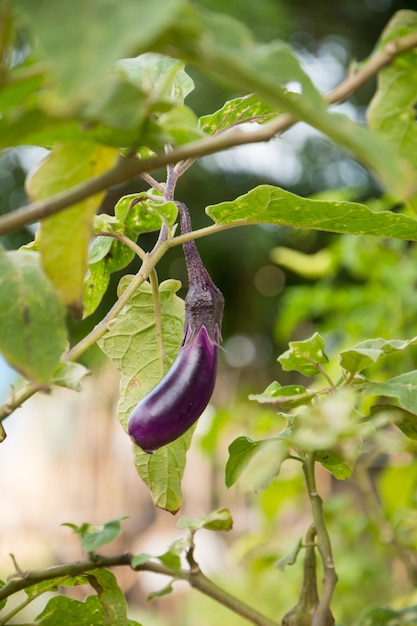 Aubergine violette sur son arbre