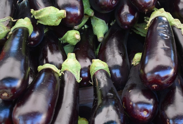 Photo aubergines de la région de la provence