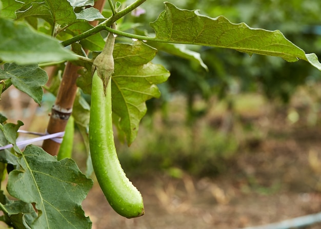 Aubergines vertes sur l&#39;arbre