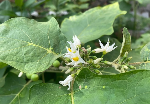 Photo aubergines vertes fleurissent sur la nature ou la plantation d'arrière-cour turquie berrysolanum torvum