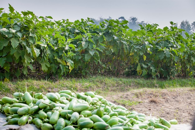 Aubergines vertes à Thakurgong Bnagladesh