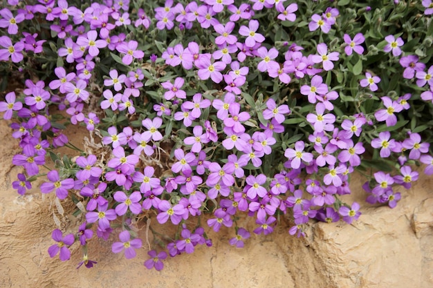 Photo aubretia fleurit au printemps aubrieta deltoidea