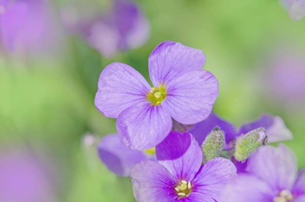 Photo aubretia fleurs ou aubrieta deltoidea aubrieta cultorum dans le jardin couvre-sol aubrieta