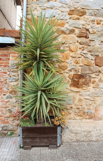 Aucca aloifolia près du mur de pierre