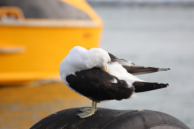 Auckland centre-ville mouette quai océan mouche oiseau