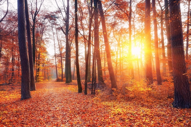aucun homme paysage arbre feuilles d'automne à l'extérieur nature d'automne feuille de forêt lumière du soleil