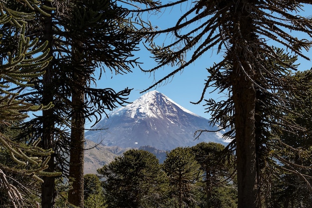 Photo auracarias avec en fond le volcan lanin