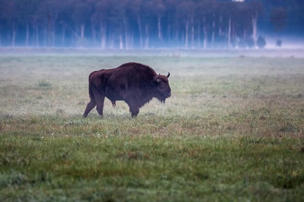 Aurochs européens sauvages dans la forêt du parc national belovezhskaya pushcha biélorussie