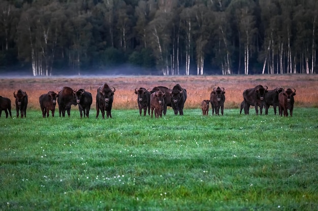 Aurochs européens sauvages dans la forêt du parc national belovezhskaya pushcha biélorussie