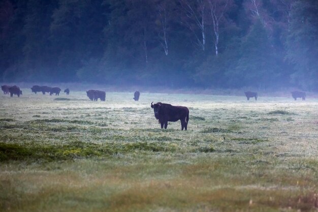 Aurochs européens sauvages dans la forêt du parc national de Belovezhskaya Pushcha en Biélorussie