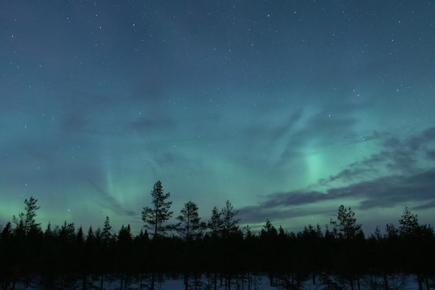 Aurores boréales bleu-vert en Norvège dans le ciel nocturne avec une silhouette d'arbres au premier plan