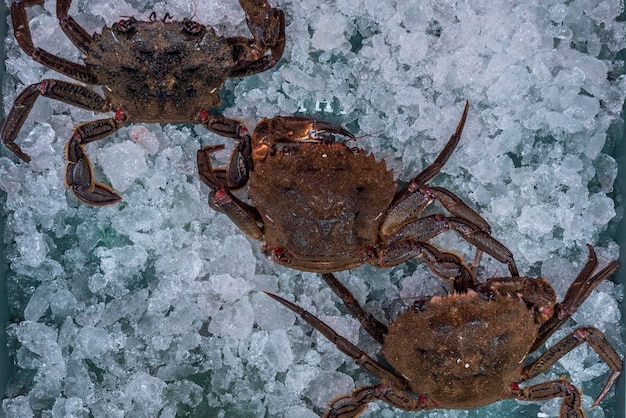 Aussi appelé andaricas c'est un brachyura et un crustacé décapode