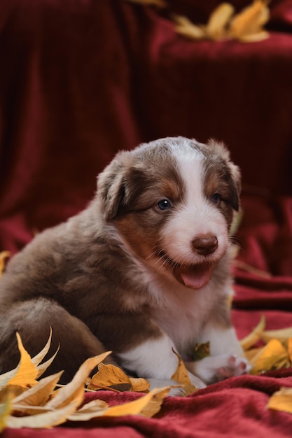 Aussie chiot tricolore rouge est assis sur une couverture rouge vif parmi les feuilles d'automne jaunes tombées