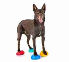 Photo australian kelpie en studio