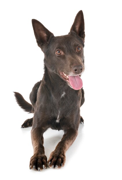 Australian Kelpie en studio