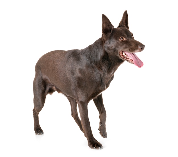 Australian Kelpie en studio