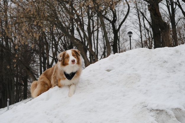 Australian Shepherd Red Merle porte un bandana autour du cou et se trouve dans la neige du parc