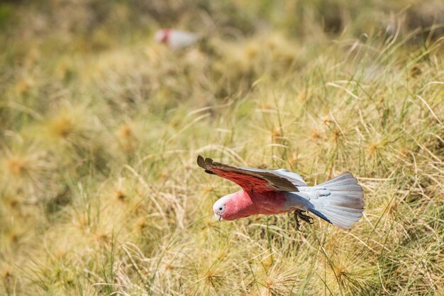 Australie cacatua galahs portrait en gros plan