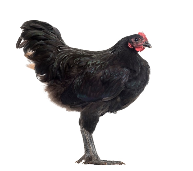 Australorp, 5 mois, contre surface blanche