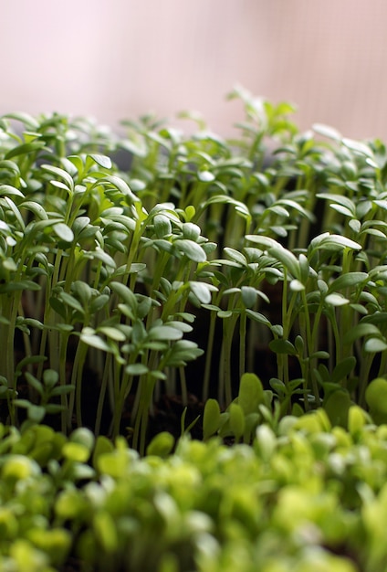 Auto-culture de plants pour la plantation de légumes.