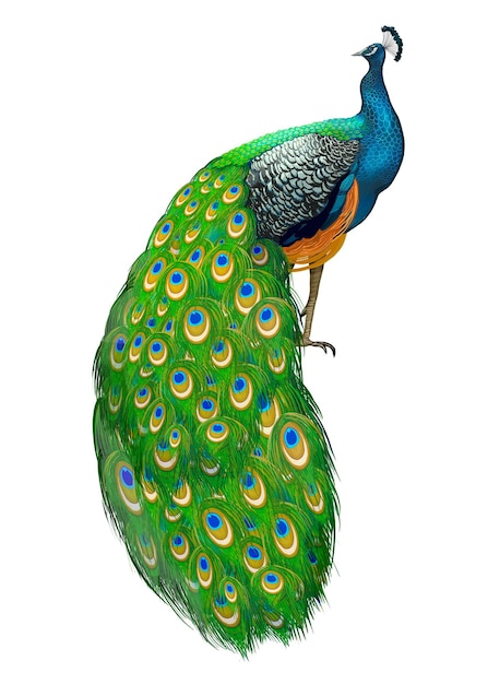 Autocollant d'illustration png de l'oiseau paon à fond transparent
