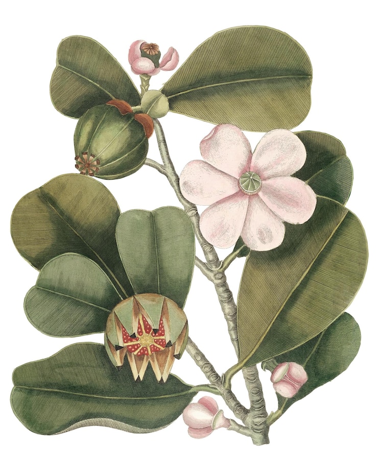 Photo un autocollant png d'arbre de balsam vintage avec un remix d'illustration botanique de l'œuvre de mark catesby