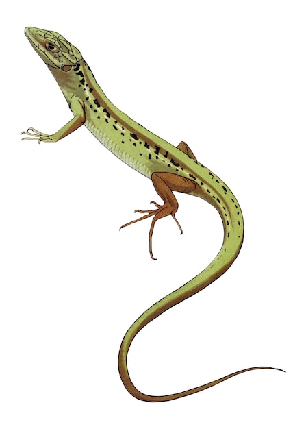 L'autocollant png du lézard vert est un fond transparent d'animal vintage.