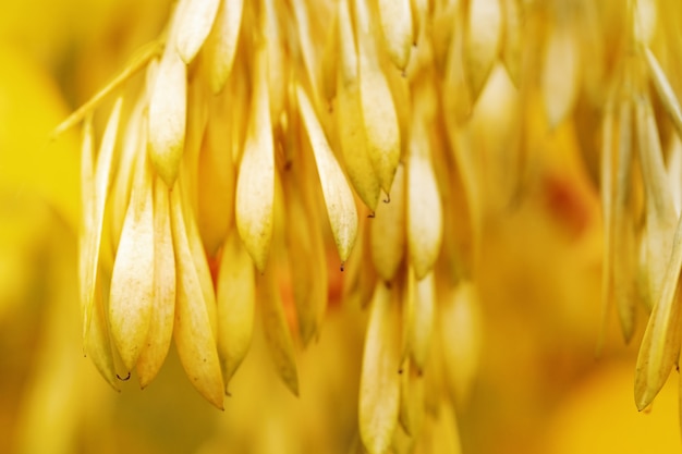 Automne arrière-plan flou jaune. Graines de plantes sauvages. Nature d'automne. Flou artistique.