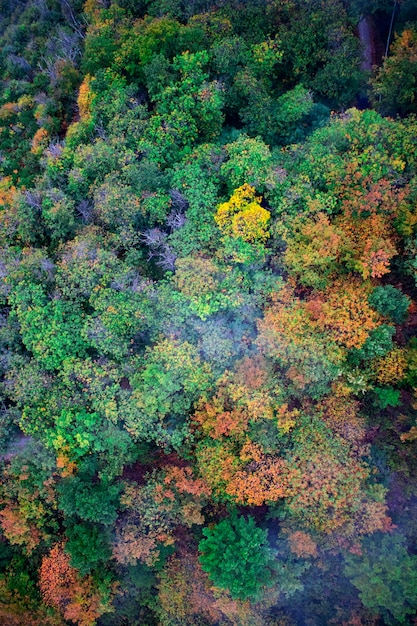 Photo automne au-dessus de la forêt