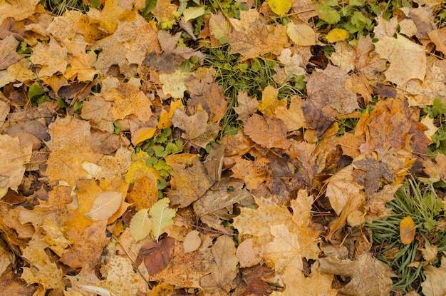 Automne automne fond coloré chute des feuilles d'automne