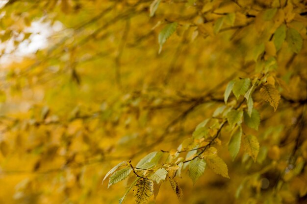 Automne, automne, fond de feuilles. Une branche d'arbre avec des feuilles d'automne sur un arrière-plan flou. Paysage en saison d'automne.