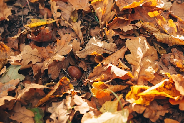 Photo automne belle automne feuilles jaunes et brunes avec des glands dans l'herbe sur le sol dans une forêt chaude et ensoleillée fond automnal feuille de chêne bonjour automne