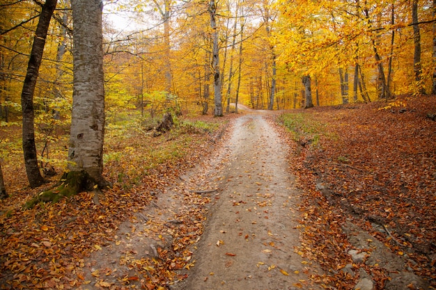 Automne belle route en forêt