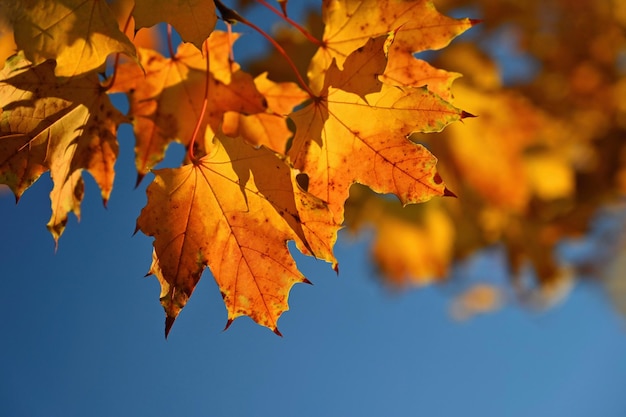 Automne Belles feuilles colorées sur les arbres en automne Fond de couleur de saison naturelle pour l'automne