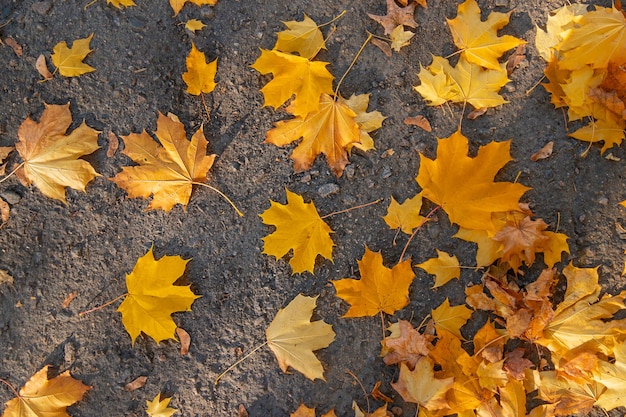 Automne belles feuilles jaunes fond mise au point sélective nature